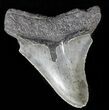 Serrated, Juvenile Megalodon Tooth #56528-1